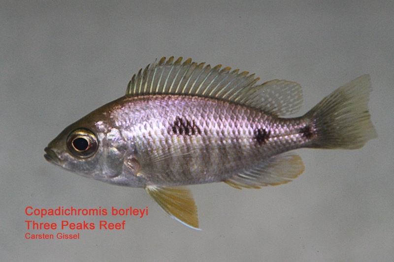 Copadichromis borleyi 'Three Peaks Reef'